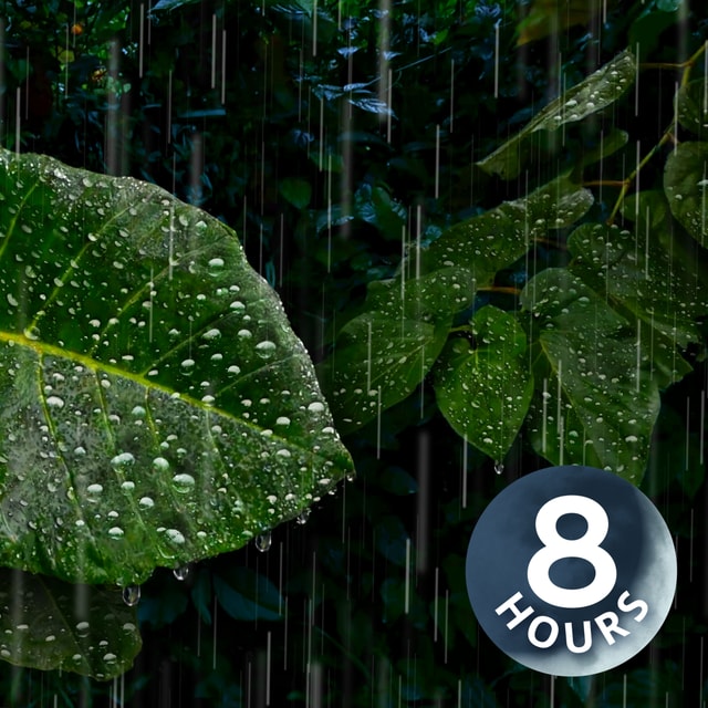 Heavy Rain Sounds Deep in the Rainforest | 8 Hour Rain White Noise for Deep Sleep
